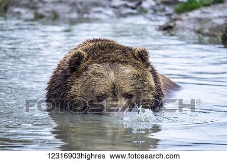 Stock Photograph - Brown Bear (ursus arctos) blowing bubbles in pond, Olympic Game Farm; Sequim, Washington, United States of America. Fotosearch