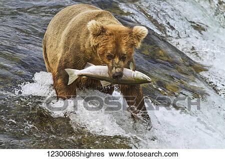 Stock Photograph - Brown bear (Ursus arctos) carrying sockeye salmon in mouth at top of Brooks Falls, Katmai National Park and Preserve, Southwest Alaska. Fotosearch