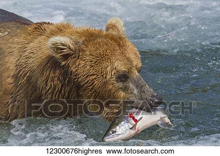 Stock Photograph - Brown bear (Ursus arctos) catches a Sockeye salmon (Oncorhynchus nerka) in rapids of Brooks River, Katmai National Park and Preserve, Southwest Alaska. Fotosearch