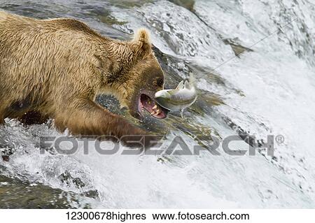 Brown bear (Ursus arctos) catching a jumping Sockeye salmon (Oncorhynchus nerka) at Brooks Falls, Katmai National Park and Preserve, Southwest Alaska View Large Photo Image Stock Photograph - Brown bear (Ursus arctos) catching a jumping Sockeye salmon (Oncorhynchus nerka) at Brooks Falls, Katmai National Park and Preserve, Southwest Alaska. Fotosearch