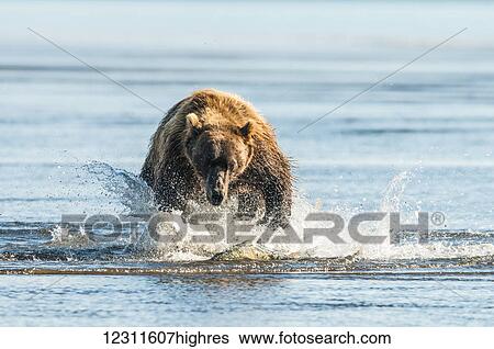 Stock Photograph - Brown bear (ursus arctos) chasing fish, Katmai National Park; Alaska, United States of America. Fotosearch