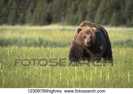 Brown bear (ursus arctos) in Lake Clark National Park; Alaska, United States of America View Large Photo Image Stock Photograph - Brown bear (ursus arctos) in Lake Clark National Park; Alaska, United States of America. Fotosearch
