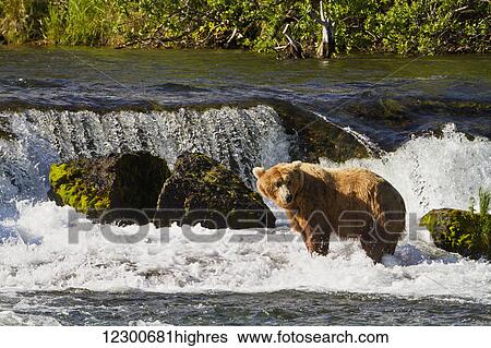 Brown bear (Ursus arctos) standing in rapids below Brooks Falls while fishing for Sockeye salmon, Katmai National Park and Preserve, Southwest Alaska View Large Photo Image Stock Photograph - Brown bear (Ursus arctos) standing in rapids below Brooks Falls while fishing for Sockeye salmon, Katmai National Park and Preserve, Southwest Alaska. Fotosearch
