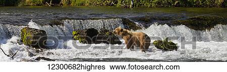 Brown bear (Ursus arctos) standing in rapids below Brooks Falls while fishing for Sockeye salmon, Katmai National Park and Preserve, Southwest Alaska View Large Photo Image Stock Photograph - Brown bear (Ursus arctos) standing in rapids below Brooks Falls while fishing for Sockeye salmon, Katmai National Park and Preserve, Southwest Alaska. Fotosearch
