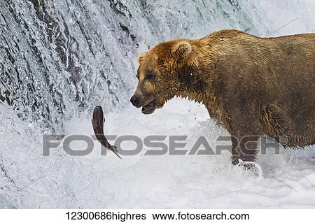 Brown bear (Ursus arctos) standing in rapids below Brooks Falls while looking at a jumping Sockeye salmon, Katmai National Park and Preserve, Southwest Alaska View Large Photo Image Stock Photograph - Brown bear (Ursus arctos) standing in rapids below Brooks Falls while looking at a jumping Sockeye salmon, Katmai National Park and Preserve, Southwest Alaska. Fotosearch