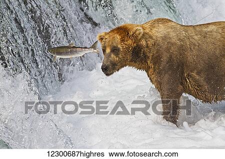 Stock Photograph - Brown bear (Ursus arctos) standing in rapids below Brooks Falls while looking at a jumping Sockeye salmon, Katmai National Park and Preserve, Southwest Alaska. Fotosearch