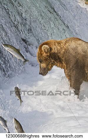Stock Photograph - Brown bear (Ursus arctos) standing in rapids below Brooks Falls while looking at a jumping Sockeye salmon, Katmai National Park and Preserve, Southwest Alaska. Fotosearch