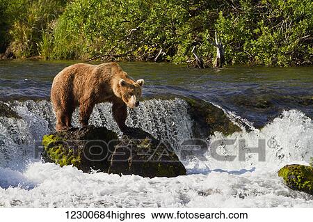 Brown bear (Ursus arctos) standing on a boulder at Brooks Falls while fishing for sockeye salmon, Katmai National Park and Preserve, Southwest Alaska View Large Photo Image Stock Photograph - Brown bear (Ursus arctos) standing on a boulder at Brooks Falls while fishing for sockeye salmon, Katmai National Park and Preserve, Southwest Alaska. Fotosearch