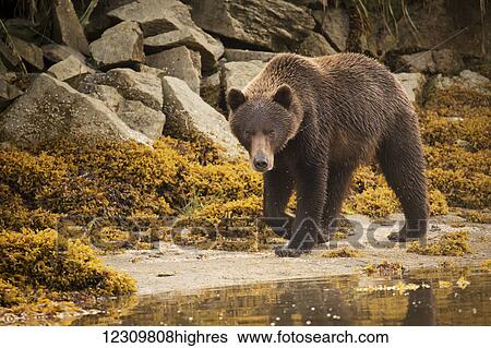 Brown bear walking on beach at Geographic Harbor, Southwest Alaska, USA View Large Photo Image Stock Photograph - Brown bear walking on beach at Geographic Harbor, Southwest Alaska, USA. Fotosearch