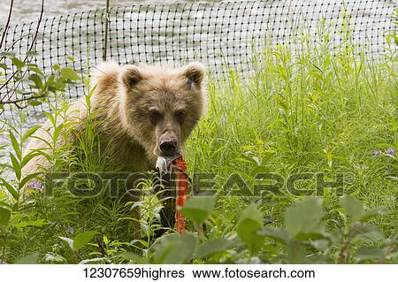 Stock Photograph - Brown bear with part of a Sockeye salmon in its mouth next to a fence along the Russian River of Kenai Peninsula, Southcentral Alaska, USA. Fotosearch
