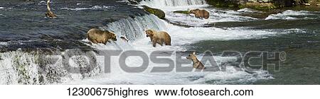 Brown bears (Ursus arctos) fishing for sockeye salmon at Brooks Falls, Katmai National Park and Preserve, Southwest Alaska View Large Photo Image Stock Photograph - Brown bears (Ursus arctos) fishing for sockeye salmon at Brooks Falls, Katmai National Park and Preserve, Southwest Alaska. Fotosearch