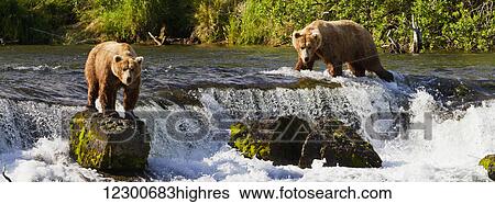 Stock Photograph - Brown bears (Ursus arctos) standing at Brooks Falls while fishing for sockeye salmon, Katmai National Park and Preserve, Southwest Alaska. Fotosearch