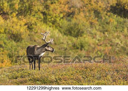 Bull caribou in autumn colors, Denali National Park & Preserve, Alaska. View Large Photo Image Stock Photograph - Bull caribou in autumn colors, Denali National Park & Preserve, Alaska.. Fotosearch