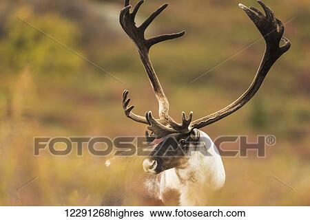 Bull caribou near Savage River in Denali National Park & Preserve, Alaska. View Large Photo Image Stock Photograph - Bull caribou near Savage River in Denali National Park & Preserve, Alaska.. Fotosearch
