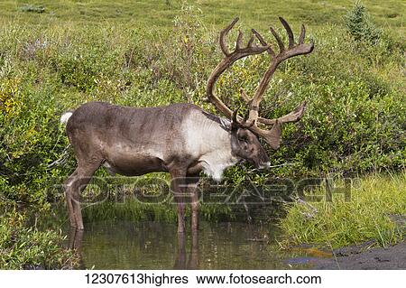 Bull caribou stands in a pond near the Savage River to escape insects, Denali National Park, Interior Alaska, USA View Large Photo Image Stock Photograph - Bull caribou stands in a pond near the Savage River to escape insects, Denali National Park, Interior Alaska, USA. Fotosearch