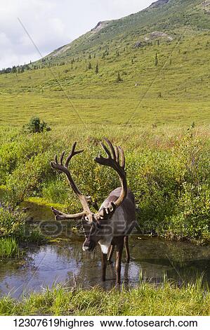 Stock Photograph - Bull caribou stands in a pond near the Savage River to escape insects, Denali National Park, Interior Alaska, USA. Fotosearch