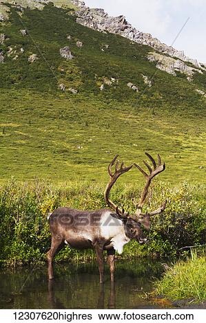 Stock Photograph - Bull caribou stands in a pond near the Savage River to escape insects, Denali National Park, Interior Alaska, USA. Fotosearch