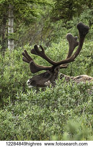 Bull caribou with antlers in velvet, Denali National Park and Preserve, Interior Alaska, summer View Large Photo Image Stock Photograph - Bull caribou with antlers in velvet, Denali National Park and Preserve, Interior Alaska, summer. Fotosearch