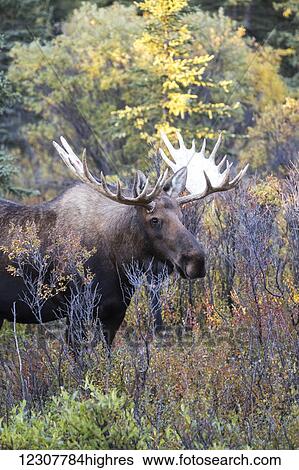 Bull moose in Denali National Park and Preserve during autumn, Interior Alaska, USA View Large Photo Image Stock Photograph - Bull moose in Denali National Park and Preserve during autumn, Interior Alaska, USA. Fotosearch