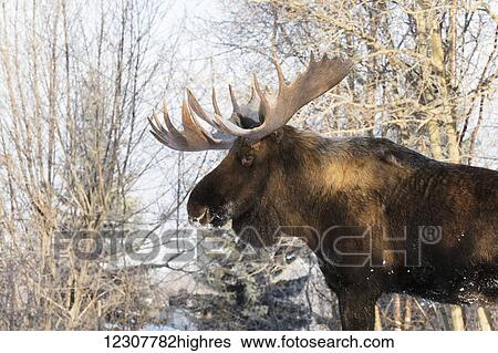 Stock Photograph - Bull moose in sunshine on a frosty winter day, Anchorage, Southcentral Alaska, USA. Fotosearch
