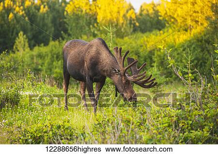 Bull moose in velvet, Kincaid Park, Anchorage, Southcentra Alaska, summer View Large Photo Image Stock Photograph - Bull moose in velvet, Kincaid Park, Anchorage, Southcentra Alaska, summer. Fotosearch