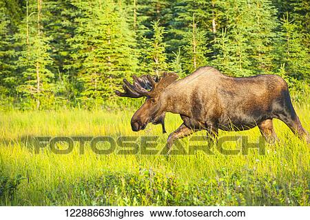 Stock Photograph - Bull moose in velvet, Kincaid Park, Anchorage, Southcentra Alaska, summer. Fotosearch