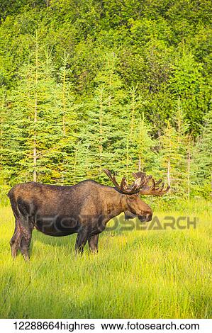 Stock Photograph - Bull moose in velvet, Kincaid Park, Anchorage, Southcentra Alaska, summer. Fotosearch