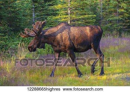 Stock Photograph - Bull moose in velvet, Kincaid Park, Anchorage, Southcentra Alaska, summer. Fotosearch