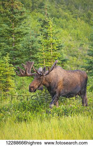 Stock Photograph - Bull moose in velvet, Kincaid Park, Anchorage, Southcentra Alaska, summer. Fotosearch
