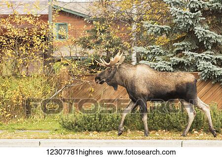 Stock Photograph - Bull moose walks down the sidewalk next to Northern Lights Blvd near Earthquake park, Anchorage, Southcentral Alaska, autumn. Fotosearch