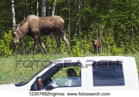 Calf with cow feeding alongside Bragaw Road in Anchorage as locals watch from a vehicle, Southcentral Alaska, USA View Large Photo Image Stock Photograph - Calf with cow feeding alongside Bragaw Road in Anchorage as locals watch from a vehicle, Southcentral Alaska, USA. Fotosearch