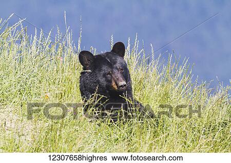 Stock Photograph - Captive adult Black bear at the Alaska Wildlife Conservation Center in Portage, Southcentral Alaska. Summer.. Fotosearch