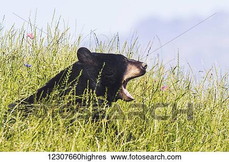 Stock Photograph - Captive adult Black bear at the Alaska Wildlife Conservation Center in Portage, AK. Southcentral Alaska. Summer.. Fotosearch
