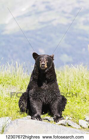 Stock Photograph - Captive adult Black bear at the Alaska Wildlife Conservation Center in Portage. Southcentral Alaska. Summer.. Fotosearch