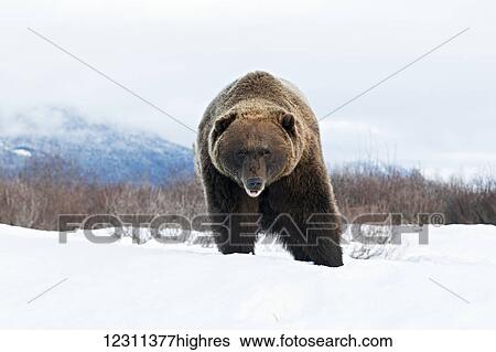 Stock Photograph - CAPTIVE: Adult Grizzly standing in s0w, Alaska Wildlife Conservation Center, Southcentral Alaska, USA. Fotosearch