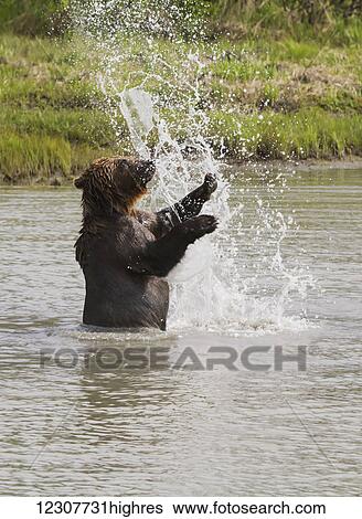 Stock Photograph - Captive bear playing in the water at the Alaska Wildlife Conservation Center in Portage, Southcentral Alaska.. Fotosearch