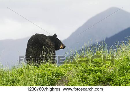 Captive Black bear at the Alaska Wildlife Conservation Center in Portage, Summer. Southcentral Alaska. View Large Photo Image Stock Photograph - Captive Black bear at the Alaska Wildlife Conservation Center in Portage, Summer. Southcentral Alaska.. Fotosearch
