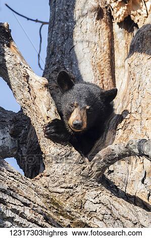Stock Photograph - CAPTIVE: Black bear in a Cottonwood tree at the Alaska Wildlife Conservation Center, Southcentral Alaska, USA. Fotosearch