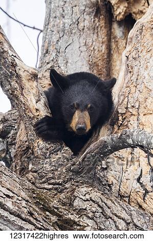 Stock Photograph - CAPTIVE: Black bear in a Cottonwood tree at the Alaska Wildlife Conservation Center, Southcentral Alaska, USA. Fotosearch