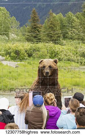 Captive brown bear and visitors at the Alaska Wildlife Conservation Center in Portage, Alaska. Summer. View Large Photo Image Stock Photograph - Captive brown bear and visitors at the Alaska Wildlife Conservation Center in Portage, Alaska. Summer.. Fotosearch