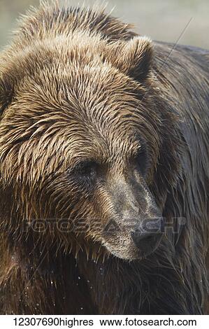 Stock Photograph - Captive brown bear at the Alaska Wildlife Conservation Center in Portage, Alaska. Southcentral Alaska.. Fotosearch