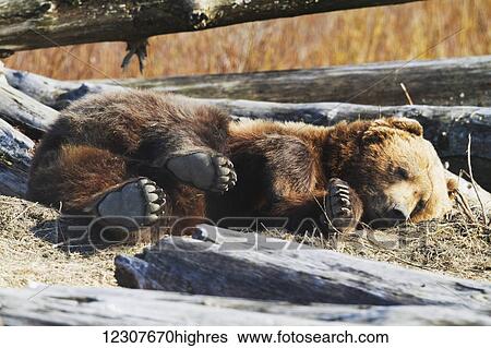 Stock Photograph - Captive Brown bear sleeps in a log pile at the Alaska Wildlife Conservation Center in Portage, Alaska. Southcentral Alaska.. Fotosearch
