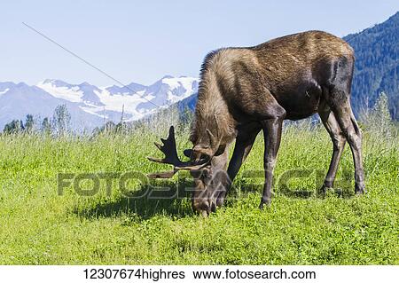 Stock Photograph - Captive Bull moose feeding with mountain background. Alaska Wildlife Conservation Center in Portage. Summer. Southcentral Alaska.. Fotosearch