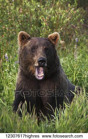 Stock Photograph - Captive female brown bear Alaska Wildlife Conservation Center at Portage, Alaska in Summer. Southcentral Alaska.. Fotosearch