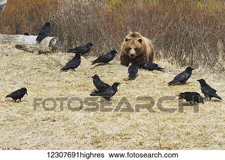 Stock Photograph - Captive Grizzly bear eating meat with a flock of ravens trying to steal some scraps at the Alaska Wildlife Conservation Center in Portage, Alaska. Southcentral Alaska.. Fotosearch
