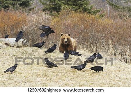 Stock Photograph - Captive Grizzly bear eating meat with a flock of ravens trying to steal some scraps at the Alaska Wildlife Conservation Center in Portage, Alaska. Southcentral Alaska.. Fotosearch