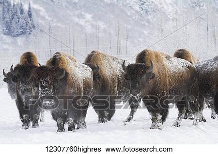 Stock Photograph - Captive herd of bison at the Alaska Wildlife Conservation Center in Portage in Southcentral Alaska. Winter.. Fotosearch