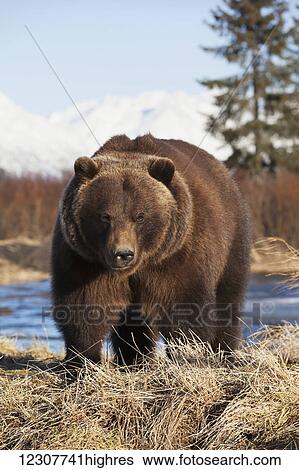Stock Photograph - Captive mature adult brown bear at the Alaska Wildlife Conservation Center in Portage in Southcentral Alaska. Winter.. Fotosearch