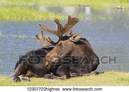 Captive mature bull moose with antlers in velvet sleeps at the Alaska Wildlife Conservation Center in Portage, Interior Alaska in Summer. View Large Photo Image Stock Photograph - Captive mature bull moose with antlers in velvet sleeps at the Alaska Wildlife Conservation Center in Portage, Interior Alaska in Summer.. Fotosearch