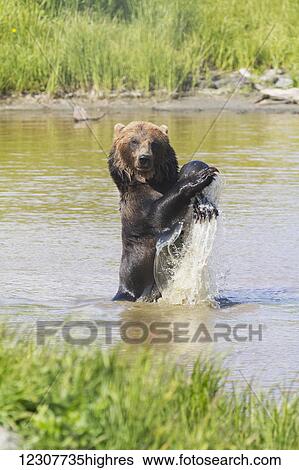 Stock Photograph - Captive mature Grizzly bear plays with a ball in the water at the Alaska Wildlife Conservation Center in Portage, Southcentral Alaska. Summer.. Fotosearch